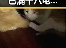 关于 免费观看已满十八电视剧免费官方版的最新动态与资源解析