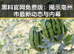 黑料 官网免费版：揭示亳州市最新动态与内幕