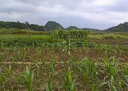 如何在线观看看片官方免费版？湛江市用户必看指南