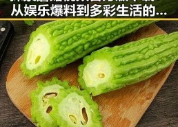 探索蘑菇视频官方版下载：从娱乐爆料到多彩生活的桥梁
