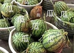 探索菠萝视频官方版：最新内容与热门资源推荐