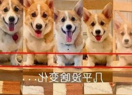 关于香蕉视频免费版的最新访问指南与资源介绍