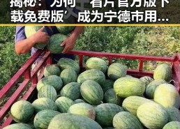 揭秘：为何‘看片官方版下载免费版’成为宁德市用户的新宠？