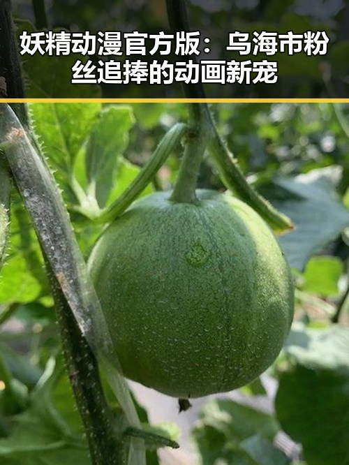妖精动漫官方版：乌海市粉丝追捧的动画新宠
