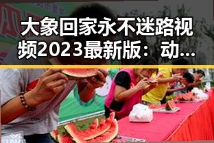 大象回家永不迷路视频2023最新版：动物保护故事的最新感动